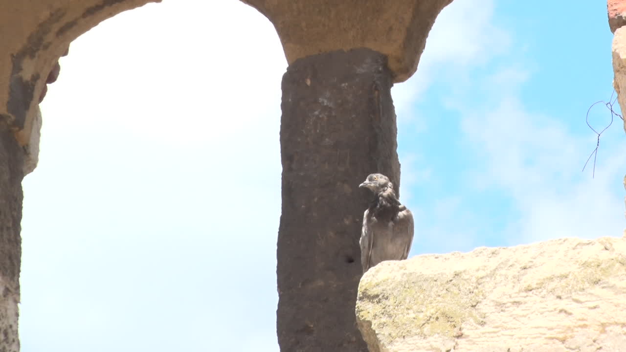 A pigeon stands on a stone in a medieval fortress