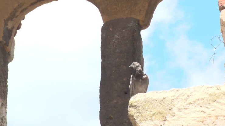 Um pombo pousa sobre uma pedra em uma fortaleza medieval.