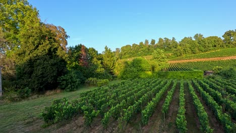 vistas panorámicas del viñedo y el letrero del pueblo