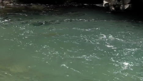 pesca con mosca de trucha en el río de montaña en verano