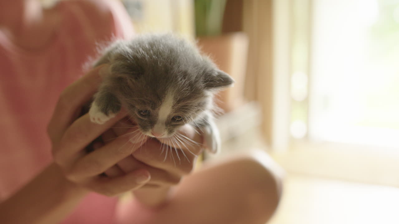 Female caucasian holds cute fluffy kitten in her hands, shallow focus, closeup
