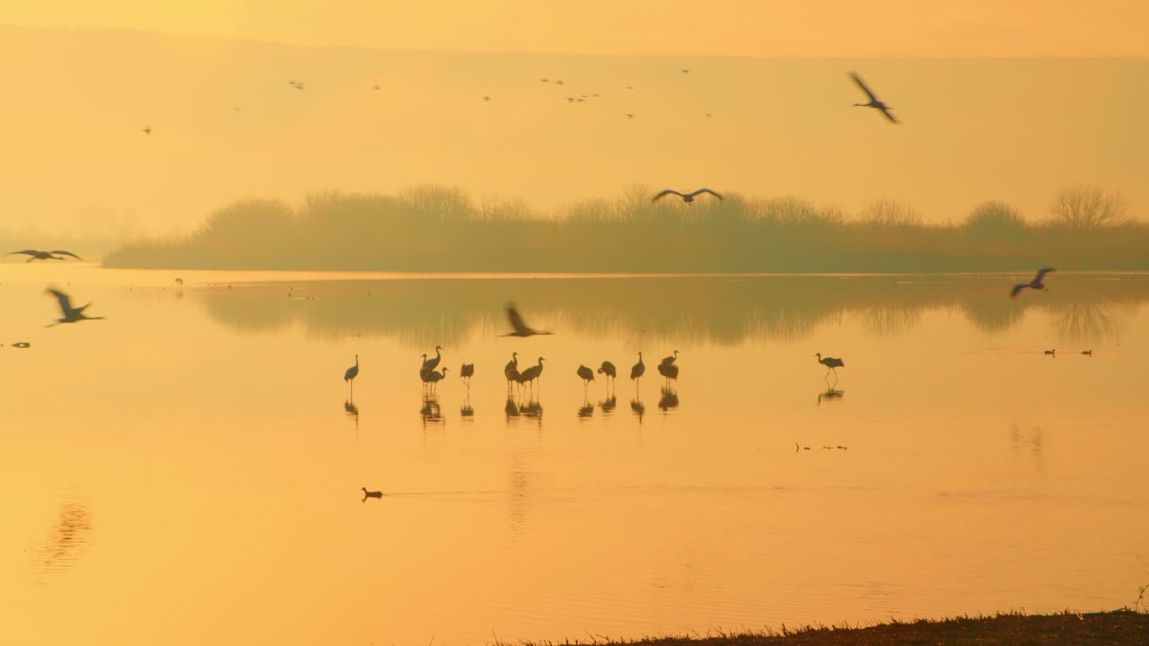 Eurasian Cranes standing in a lake at sunrise, illuminated by beautiful light