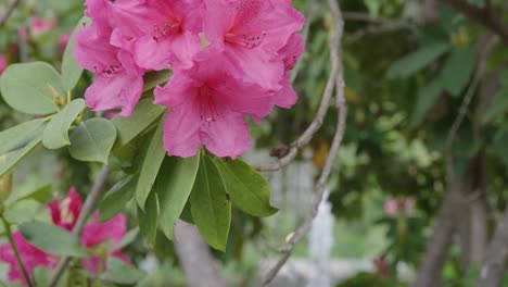 pink azalea flowers and font in slow motion