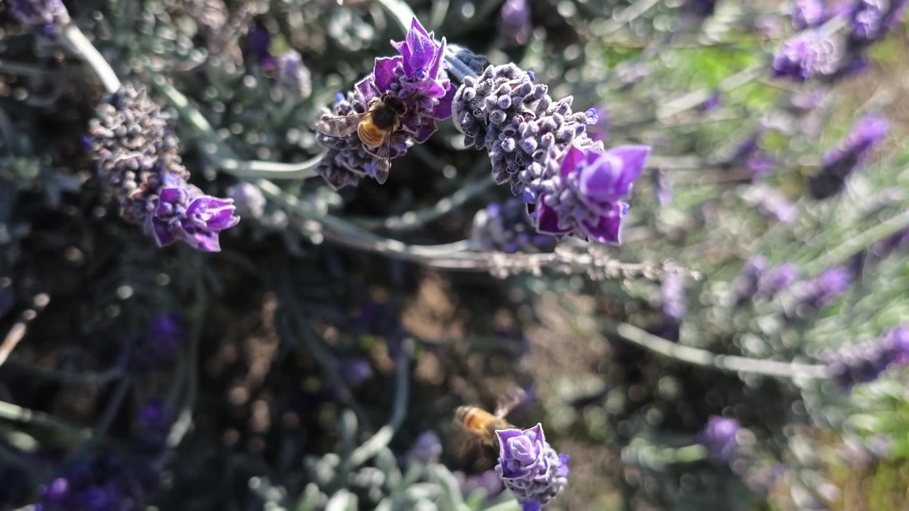 Travle honningbier flyver og samler nektar fra levende lilla lavendelblomster i en solbeskinnet have. Naturlig bestøvningsproces på en blomstermark