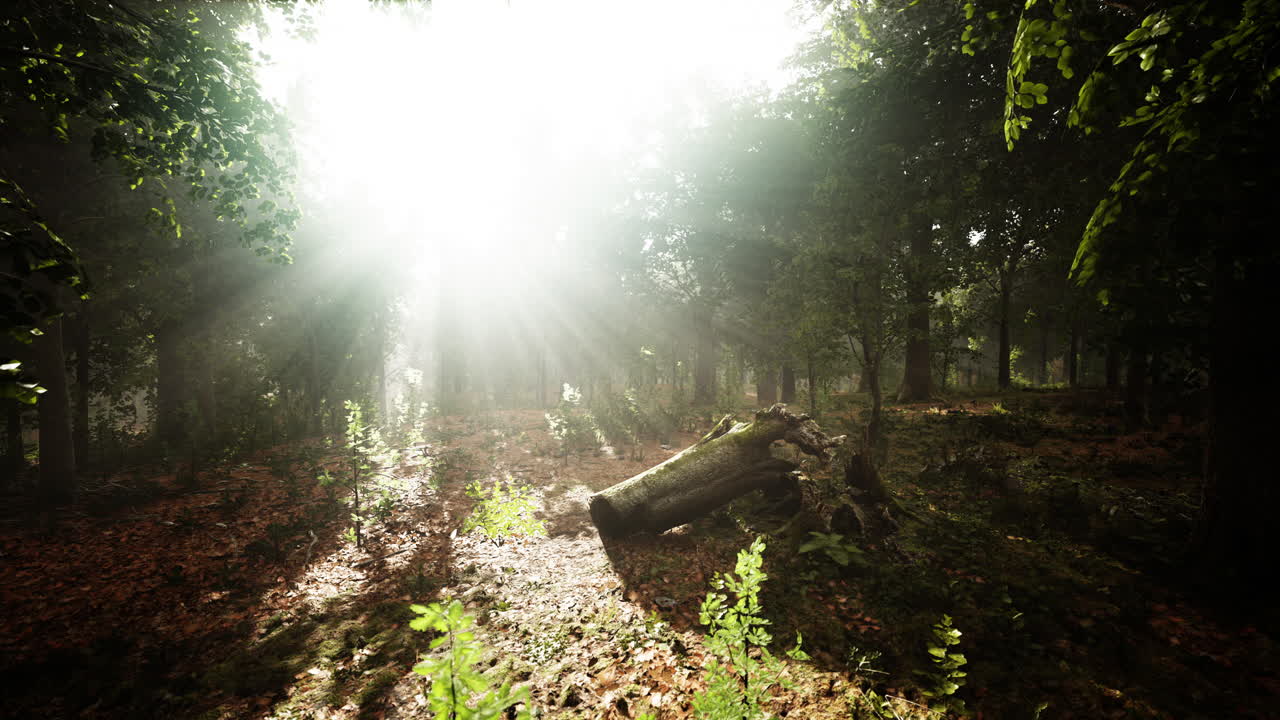 자연에서 빛나는 빛