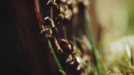 Close-up-of-honey-bee-box-covered-with-bees