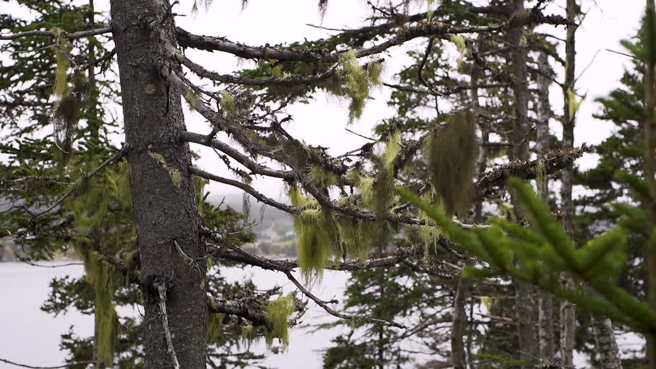 할아버지의 수염을 가진 캐나다 뉴펀들랜드의 해안 나무