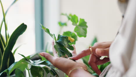 woman inspecting houseplants