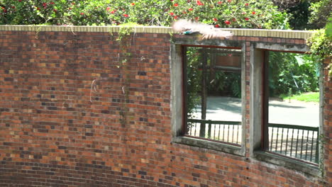 peahen flying from wall to grass in zoo enclosure, following shot from right to left