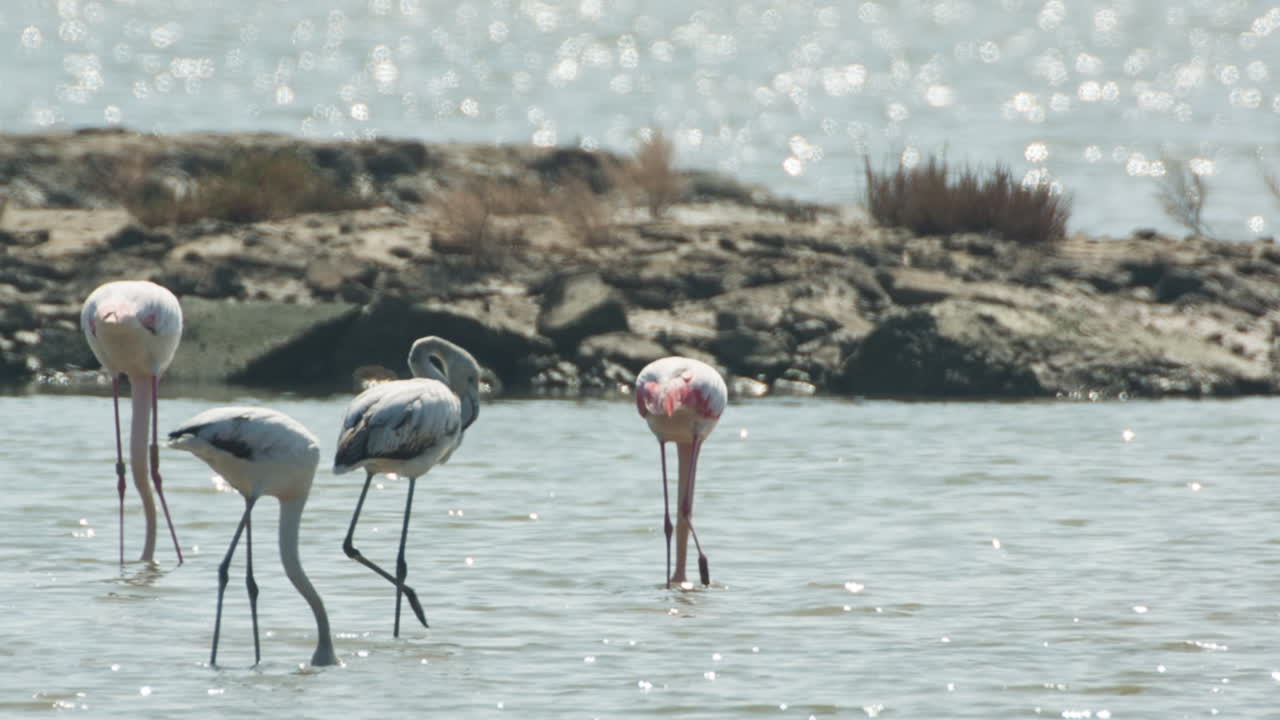 델타 플라밍고 15