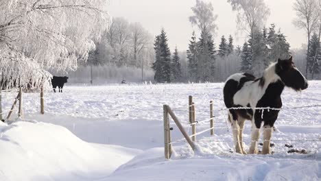 horses in the paddock in winter