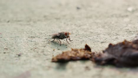 close-up of a fly on a surface near a piece of food