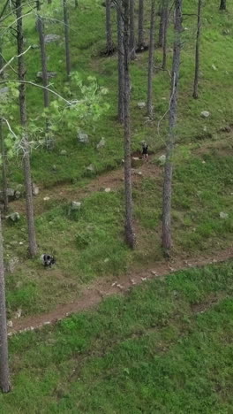 sendero forestal con árboles y hierba