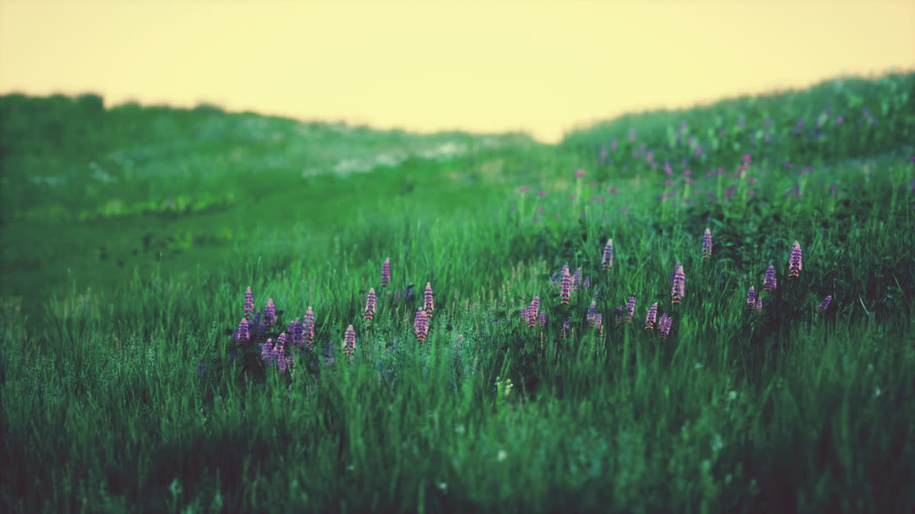 hierba en el campo durante el amanecer