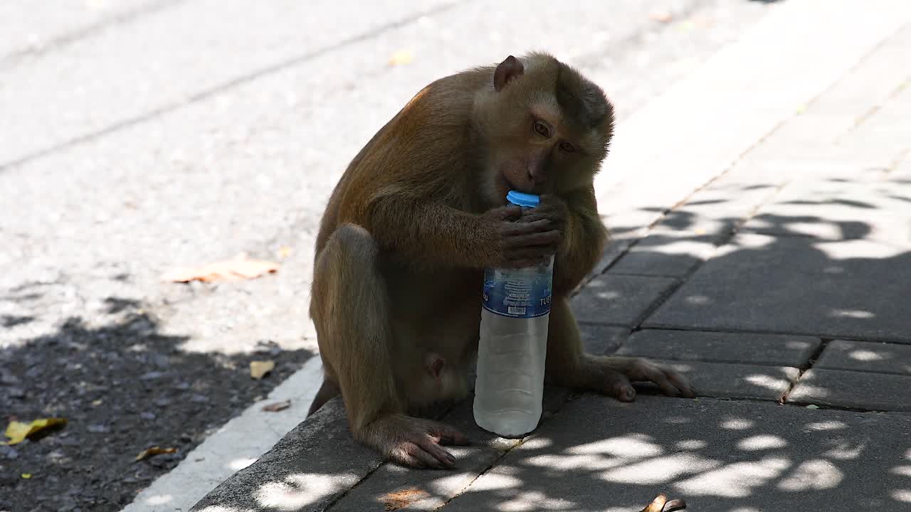 un mono intenta abrir una botella de agua en un punto de vista en phuket, tailandia.