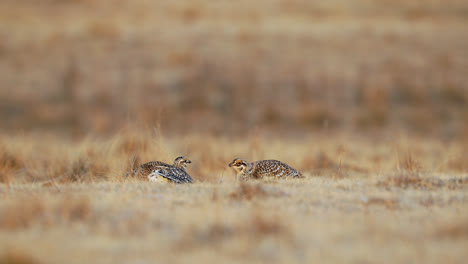 sharp-tailed grouse couple mating dance on lek