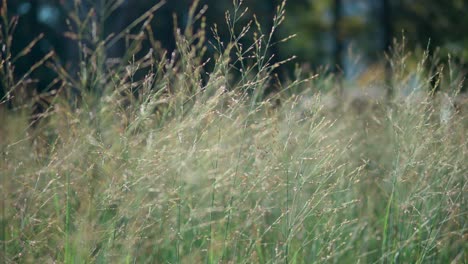 -Switchgrass-Bewegt-Sich-Sanft-Auf-Grüner-Sommerwiese---Nahaufnahme