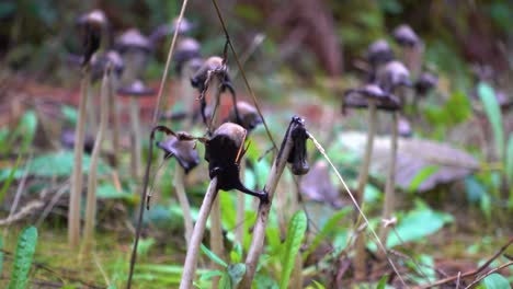 Inky-Cap-Mushroom