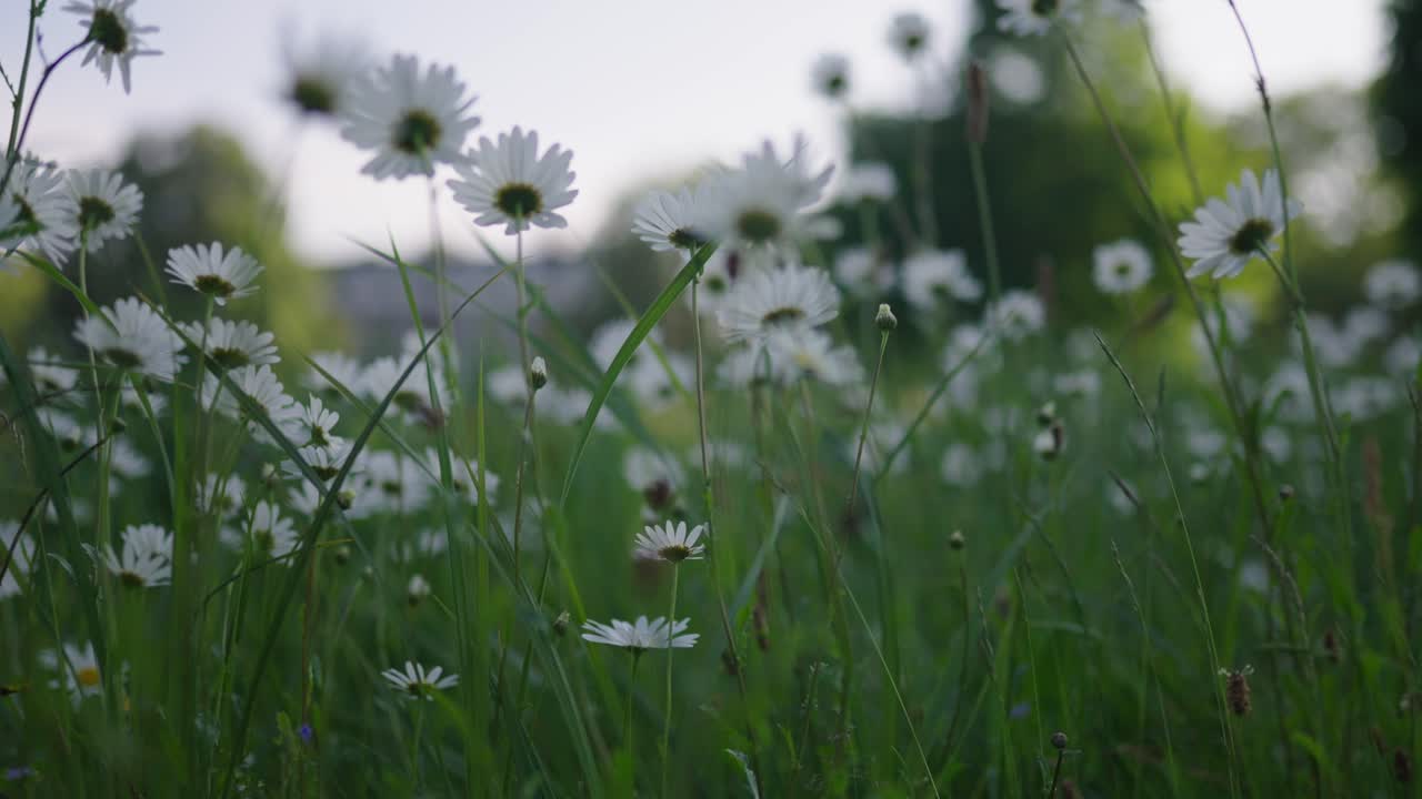 꽃 과 건물 이 있는 공원 장면