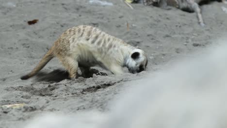meerkat digging in sand looking for food in natural habitat