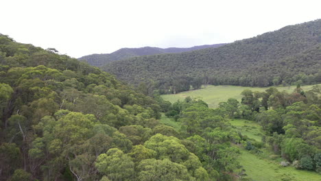 Aerial-flyover-trees-treetops-in-Outback-Australia