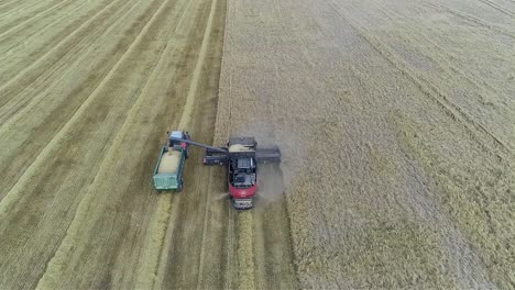 A-golden-field-of-spring-barley-being-harvested-on-a-beautiful-English-summer's-day,-the-epitome-of-rural-life-in-England