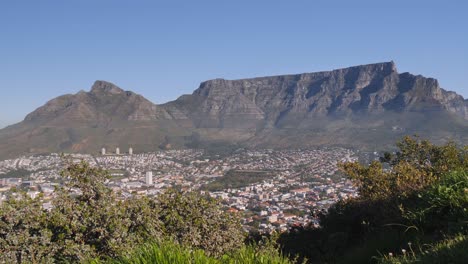 Vista-De-ángulo-Alto-De-La-Montaña-De-La-Mesa,-Ciudad-Del-Cabo-Desde-Los-árboles-De-Signal-Hill