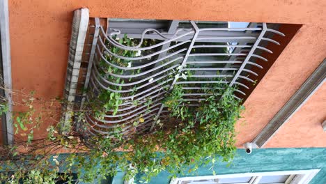 ornamental window with climbing plants