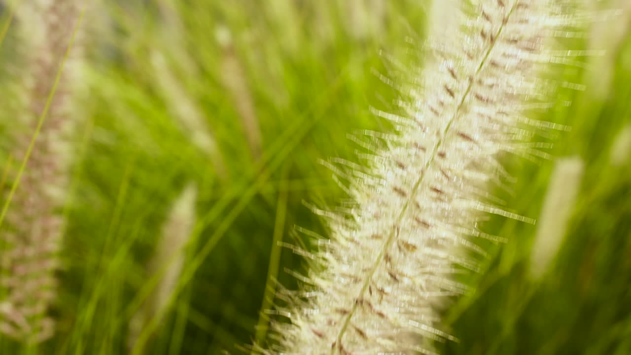hierba de caña que se balancea suavemente con la brisa, cierra la toma de inclinación en cámara lenta