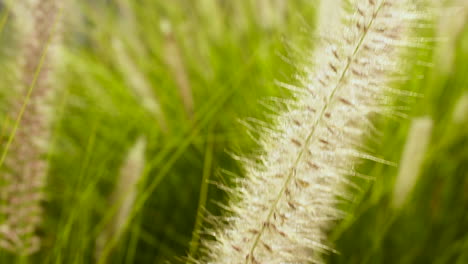 reed grass swaying gently in breeze, close up slowmo tilt shot