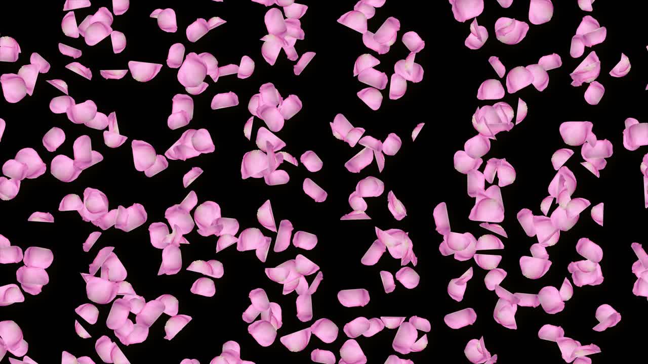 Falling cherry blossom petal on pink loop background green screen engagement marriage romantic