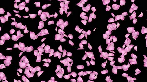 falling cherry blossom petal on pink loop background green screen engagement marriage romantic