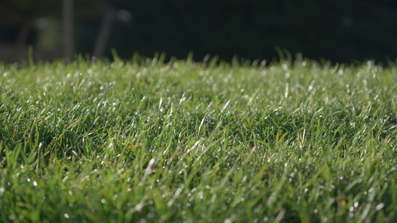 hierba verde vibrante, ángulo bajo, iluminada por el sol que sopla en el viento