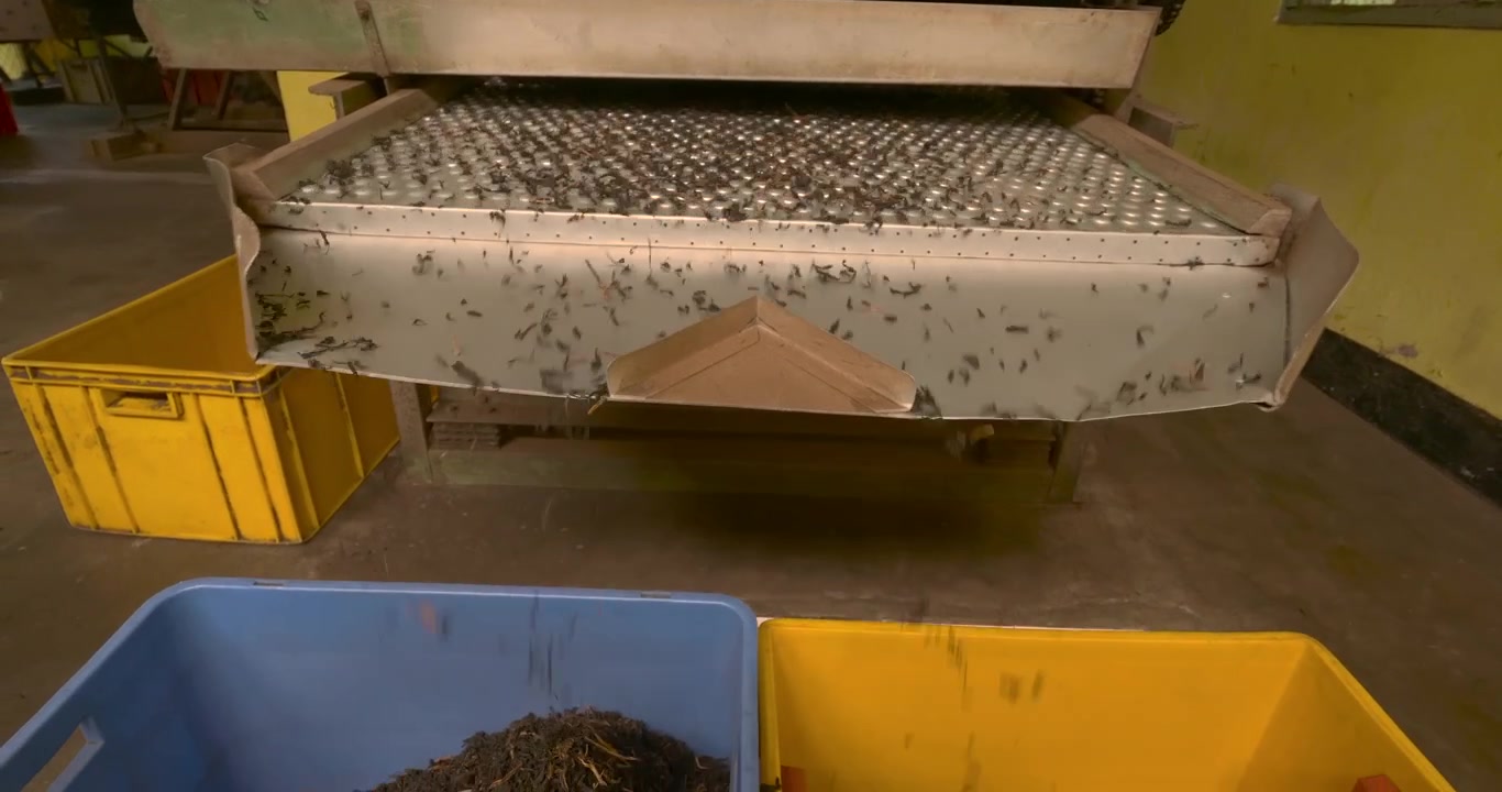 Perforated vibrating screen separates dried black tea as fragments move across the raised metal pattern and fall through different outlets toward blue and yellow collection bins below