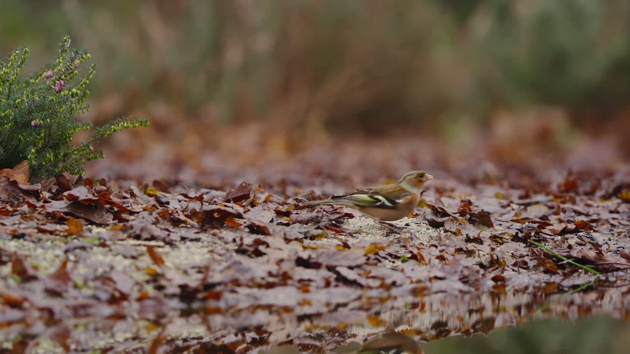 Eurasian chaffinch perched on mossy branch with autumn leaves and warm forest backdrop