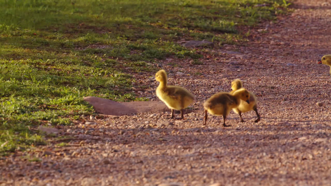 A peaceful slow-mo sequence of baby goslings foraging and wandering on solid ground.