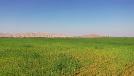 Vista-Aérea-Del-Crecimiento-Exitoso-De-Las-Plantas-De-Trigo-En-Las-Granjas-De-Trigo-De-Sharjah-En-Los-Emiratos-Árabes-Unidos.