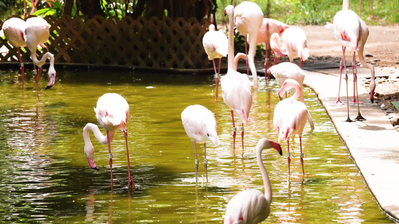 평온 한 공원 환경 에서 상호 작용 하는 플라밍고 들