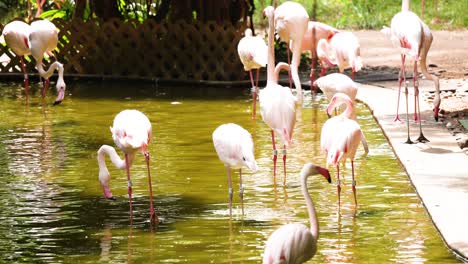 flamingos interacting in a serene park setting