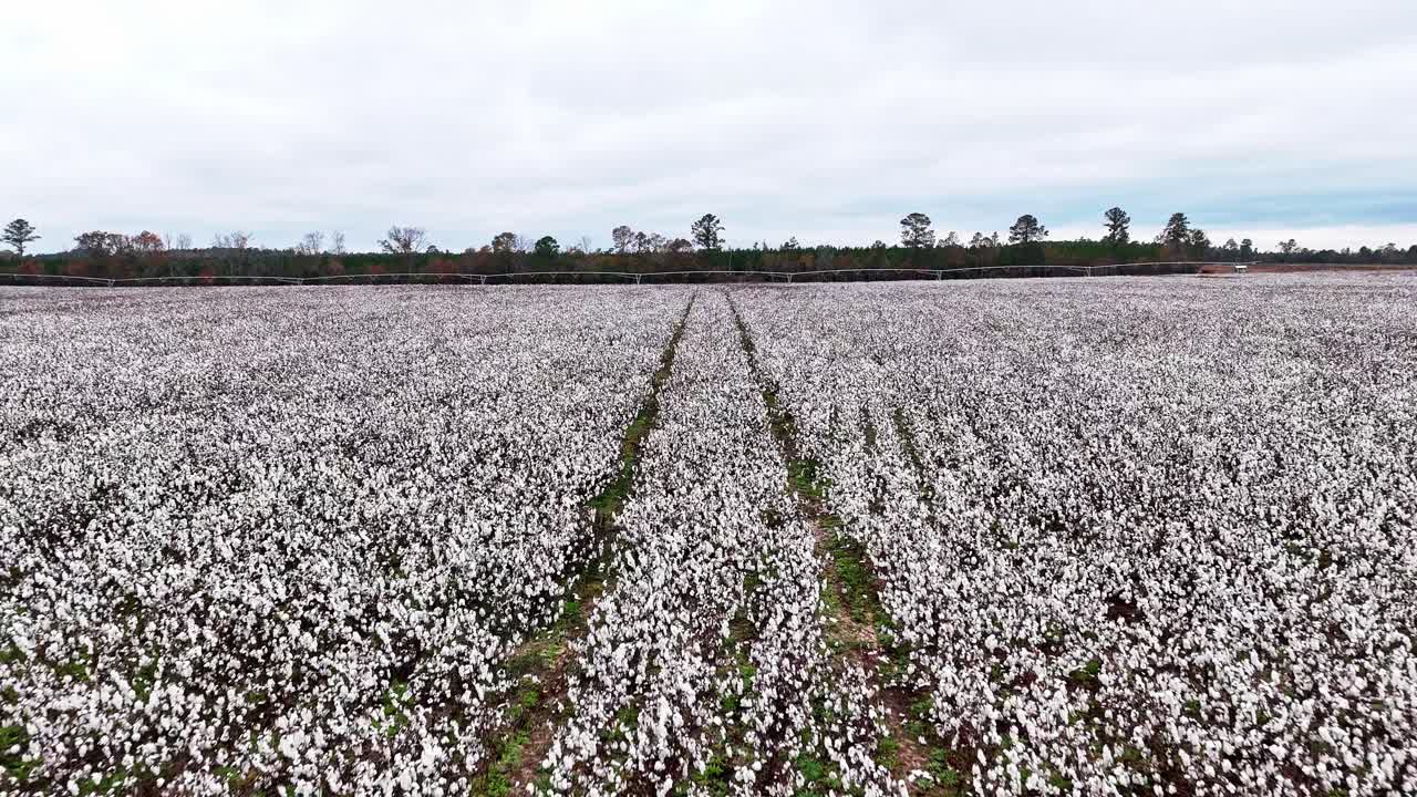 un avión no tripulado sobrevuela lentamente un campo de algodón en columbia, carolina del sur.