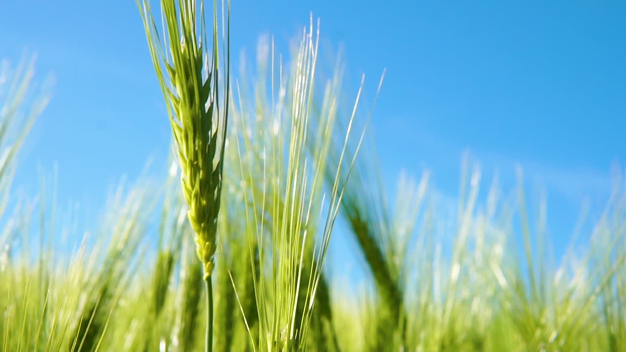 밝고 화창한 날에 젊은 녹색 밀의 작은 이삭의 총을 닫습니다