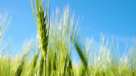 Close-up-shot-of-spikelets-of-young-green-wheat-on-a-bright-sunny-day