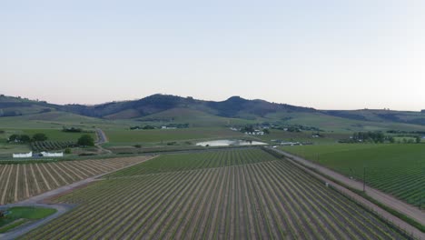 Aerial-drone-over-vineyards-and-tar-road-between-farms,-cars-driving-early-morning,-Stellenbosch