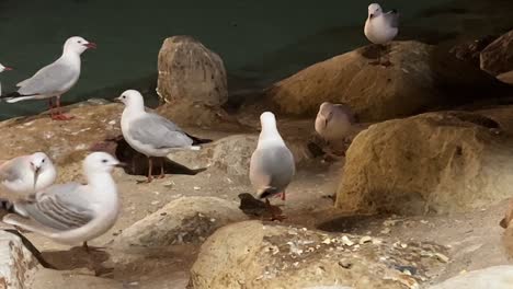 una bandada de gaviotas plateadas comunes urbanas, chroicocephalus novaehollandiae caminando por la orilla rocosa, buscando pan rallado por la noche en el centro de brisbane