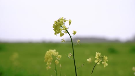 노란 꽃잎을 가진 식물이 있는 들판의 근접 촬영 보기