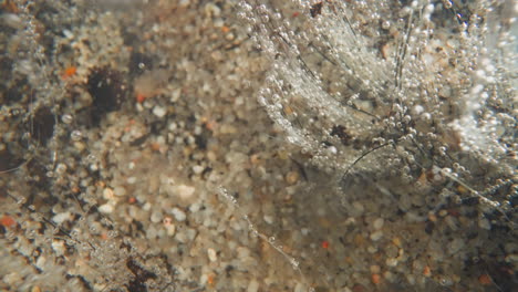 current sways stems of underwater plant with gas bubbles