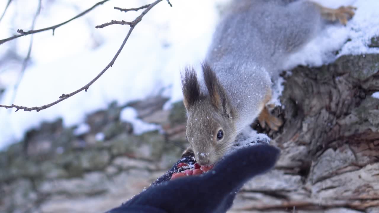 ardilla comiendo de una mano en la nieve