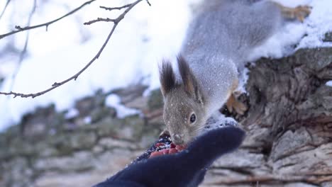 squirrel eating from a hand in the snow