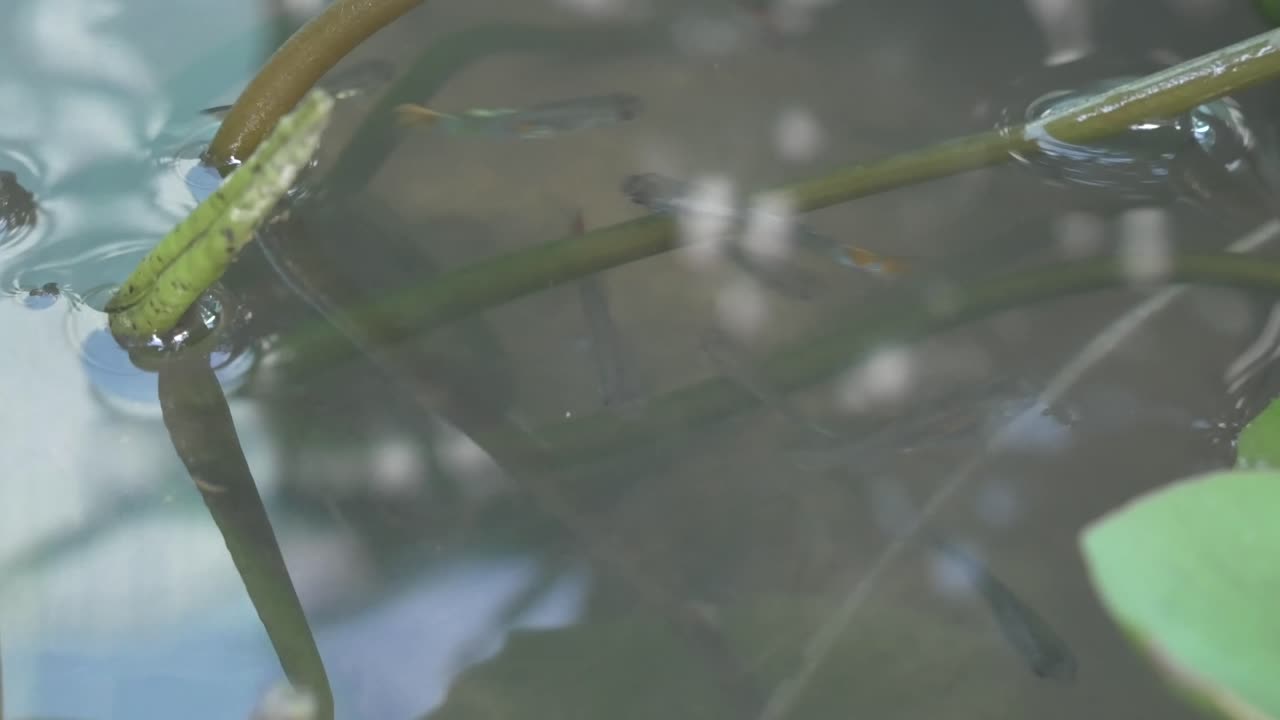 pez guppy y macro de hoja de loto