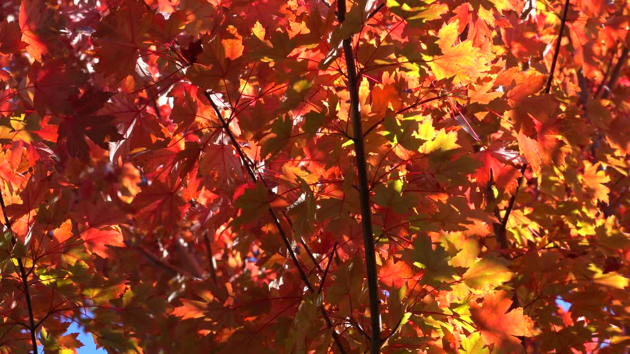 4k_colorido video de material de archivo de otoño que captura luz, colores y movimiento